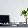 Houseplants Might Be Behind Your Sluggish Wi-Fi